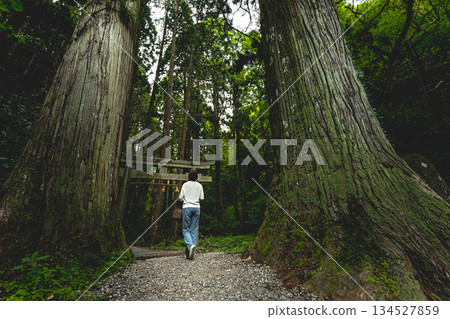 一位女子沿著通往神社的小路，在參天大樹間漫步。 134527859