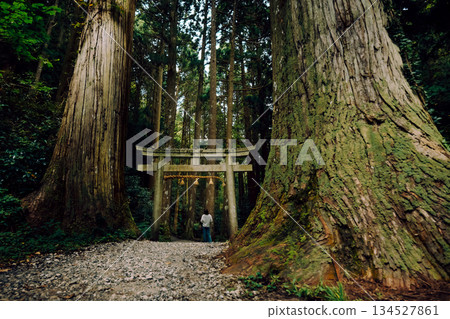 The shrine's approach surrounded by giant trees The shrine's approach surrounded by giant trees 134527861