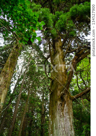 The trunk of a giant tree captured from an upturned angle The trunk of a giant tree captured from an upturned angle 134527900