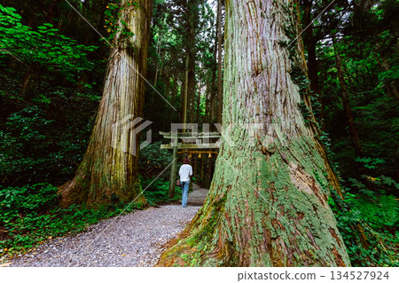 一位女子沿著通往神社的小路行走，周圍環繞著參天大樹。 134527924