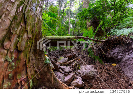 長滿青苔的倒木和崎嶇的山路 134527926