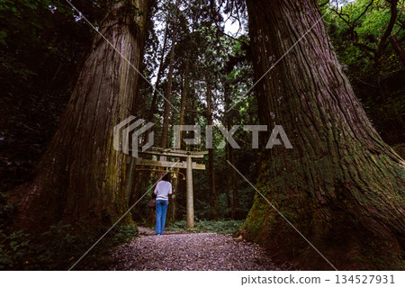 A woman walking through a torii gate in a huge grove of trees A woman walking through a torii gate in a huge grove of trees 134527931