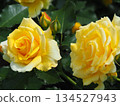 Yellow rose 134527943