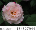 Rose of pink color 134527944