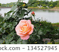 Pink roses blooming in the park 134527945