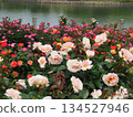Roses blooming by the pond 134527946