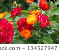 Colorful roses 134527947