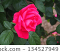 Dark pink roses 134527949