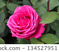 Dark pink roses 134527951