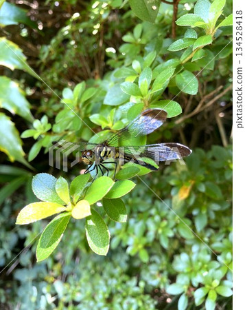 The charming Japanese dragonfly The charming Japanese dragonfly 134528418