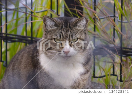 Park cat: A stately cat Park cat: A stately cat 134528541
