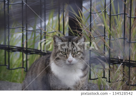 公園貓:儀態高貴的貓 公園貓:儀態高貴的貓 134528542