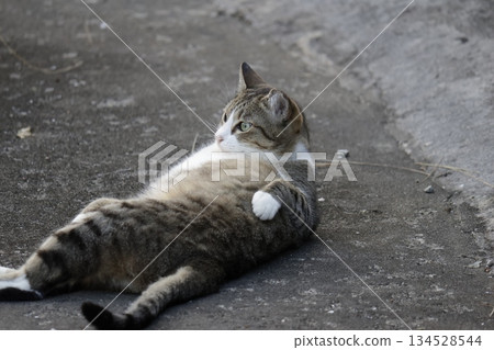 Park cat 134528544