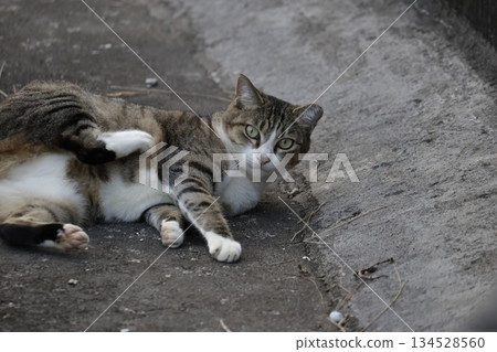公園貓 134528560