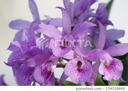 Roadside orchids Roadside orchids 134528660