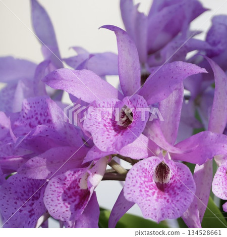 Roadside orchids 134528661