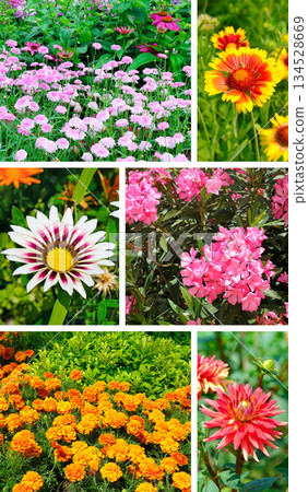 Colorful floral collage featuring various summer garden flowers. Colorful floral collage featuring various summer garden flowers. 134528669
