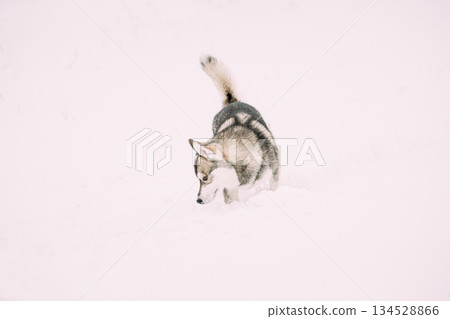 Young Husky Dog Sniffing Outdoor In Snow, Snowdrift. Pet Play In Winter Day 134528866