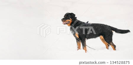 Black Rottweiler Metzgerhund Dog During Training. Winter Season 134528875