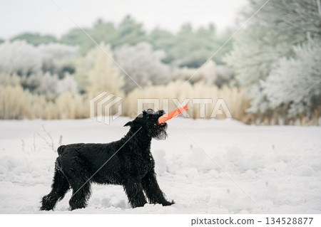 Black Giant Schnauzer Or Riesenschnauzer Dog Playing With Ring Outdoor In Snow, Winter Season. Playful Pet Outdoors. 134528877