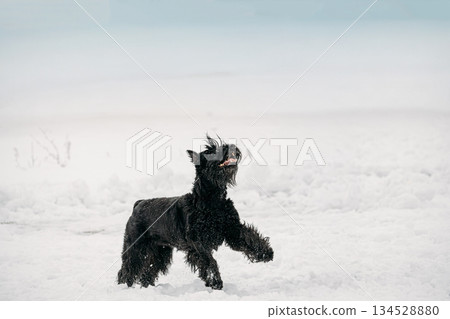 Funny Young Black Giant Schnauzer Or Riesenschnauzer Dog Fast Running Outdoor In Snow, Winter Season Funny Young Black Giant Schnauzer Or Riesenschnauzer Dog Fast Running Outdoor In Snow, Winter Season 134528880