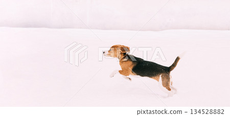 Funny Tricolor Puppy Of English Beagle Playing Fast Running In Snow Snowdrift At Winter Day 134528882