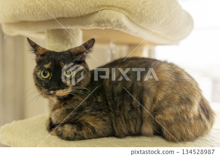 Sabi cat 134528987
