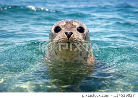 游泳密封 134529027