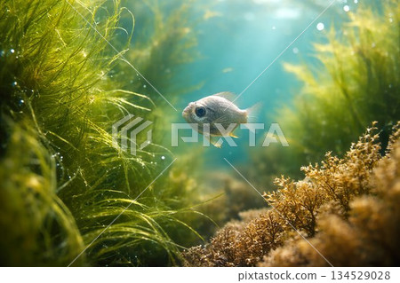 Medaka holding an egg 134529028