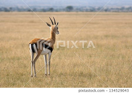 兩隻雄性北海道鹿在草地上休息。 兩隻雄性北海道鹿在草地上休息。 134529043