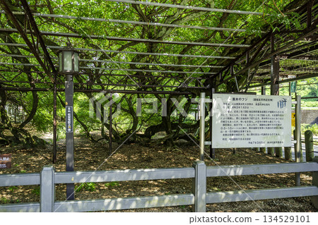 福岡縣八女市八女黑木、黑木大東 134529101