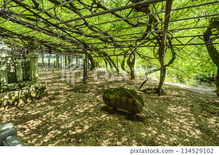 福岡縣八女市八女黑木、黑木大東 134529102