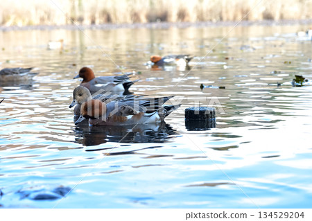  Wigeon 134529204