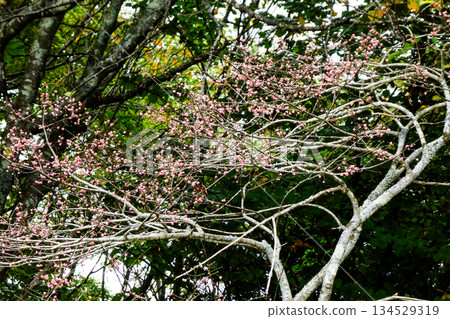 衛矛科植物Mayumi的粉紅色果實裂開，橘色的果實垂下來。 134529319