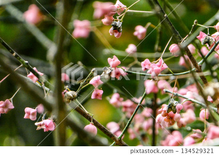 Pink fruit of Mayumi (Celastraceae) splits open and orange fruit hangs down 134529321
