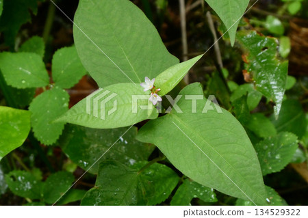 The cute flowers and cow-face-shaped leaves of the Mizosoba (Japanese buckwheat) quietly blooming at Yamagata Hagurosan Shrine The cute flowers and cow-face-shaped leaves of the Mizosoba (Japanese buckwheat) quietly blooming at Yamagata Hagurosan Shrine 134529322