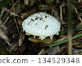 A white mushroom nestled amongst decaying leaves in a quiet forest 134529348