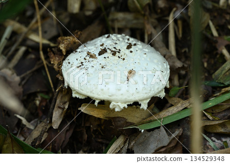 在靜謐森林中,一朵白色的蘑菇靜靜地躺在腐爛的落葉堆裡。 在靜謐森林中,一朵白色的蘑菇靜靜地躺在腐爛的落葉堆裡。 134529348