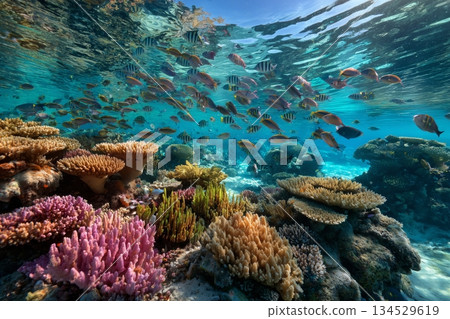 Colorful Coral Reef With Diverse Fish Swimming in Clear Blue Water in a Tropical Location 134529619