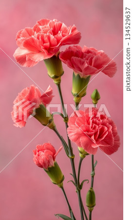 Pink Carnations Arranged With Green Stems in Front of a Bright Pink Background 134529637