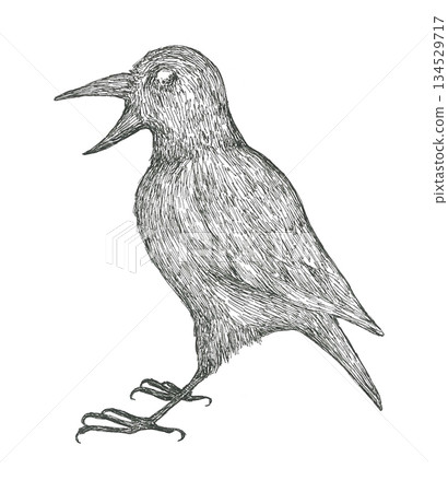 Hand-drawn illustration of a crow 134529717