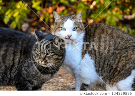 兩隻貓在玩耍 134529856