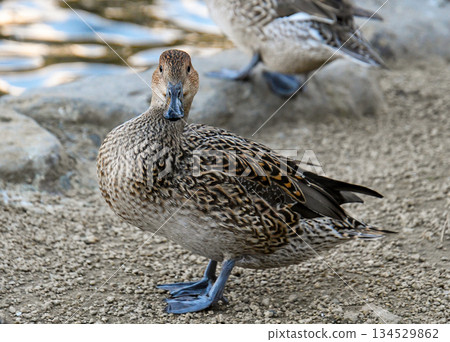 Pintail female on land Pintail female on land 134529862