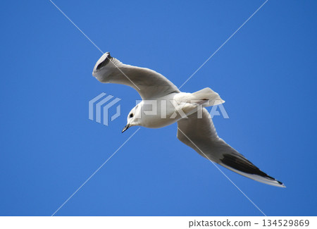黑頭鷗在空中飛翔 134529869