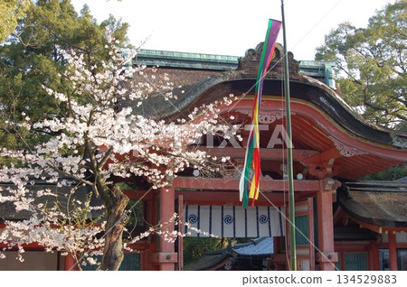 Cherry blossom scenery in Kyoto | Iwashimizu Hachimangu Shrine and the blue spring sky | Traditional Japanese events Cherry blossom scenery in Kyoto | Iwashimizu Hachimangu Shrine and the blue spring sky | Traditional Japanese events 134529883