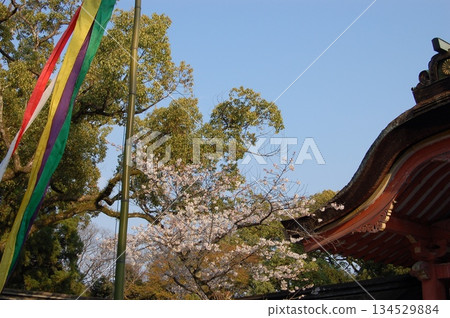 Iwashimizu Hachiman Shrine│Cherry blossoms in full bloom and the tower gate with five-colored streamers fluttering in the wind│Kyoto Spring 134529884