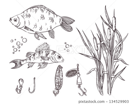 A set of vector illustrations featuring river fish, crucian carp, perch, glitter and fishing hooks, reeds, and air bubbles. All objects are hand-drawn in vector format. For fishing gear advertising. 134529903