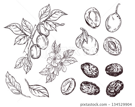 Vector illustration set, fruit tree branch with fruits, plums, prunes, leaves, fruit tree flowers, fruit slices and halves. All objects are hand-drawn in vector. For printing on fabric, paper. 134529904