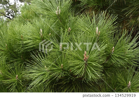 黑松針 134529919