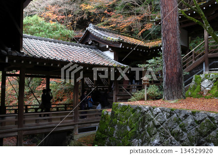Autumn at Eikando Zenrinji Temple: Sanko no Matsu (Sanko Pine) (Sakyo Ward, Kyoto City, Kyoto Prefecture) Autumn at Eikando Zenrinji Temple: Sanko no Matsu (Sanko Pine) (Sakyo Ward, Kyoto City, Kyoto Prefecture) 134529920